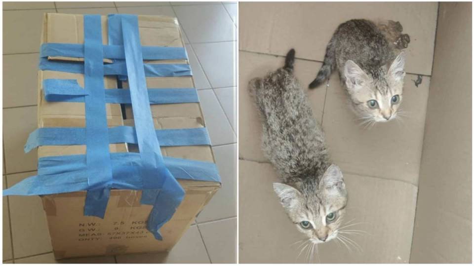 Nie miał nic, ale miał serce i uratował porzucone koty. Za swój czyn bezdomny Pan Piotr - dostał pracę, mieszkanie i szanse na nowe życie...